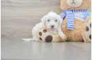 Small Mini Sheepadoodle Baby