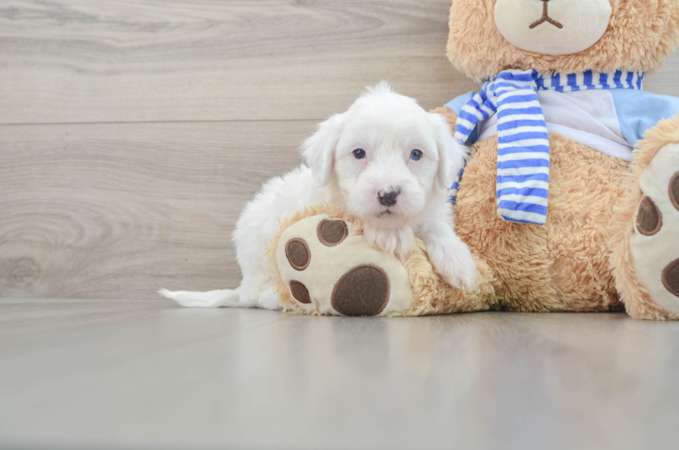 6 week old Mini Sheepadoodle Puppy For Sale - Florida Fur Babies