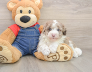 5 week old Mini Sheepadoodle Puppy For Sale - Florida Fur Babies