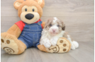 Hypoallergenic Sheep a Poo Poodle Mix Puppy