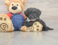 5 week old Mini Sheepadoodle Puppy For Sale - Florida Fur Babies