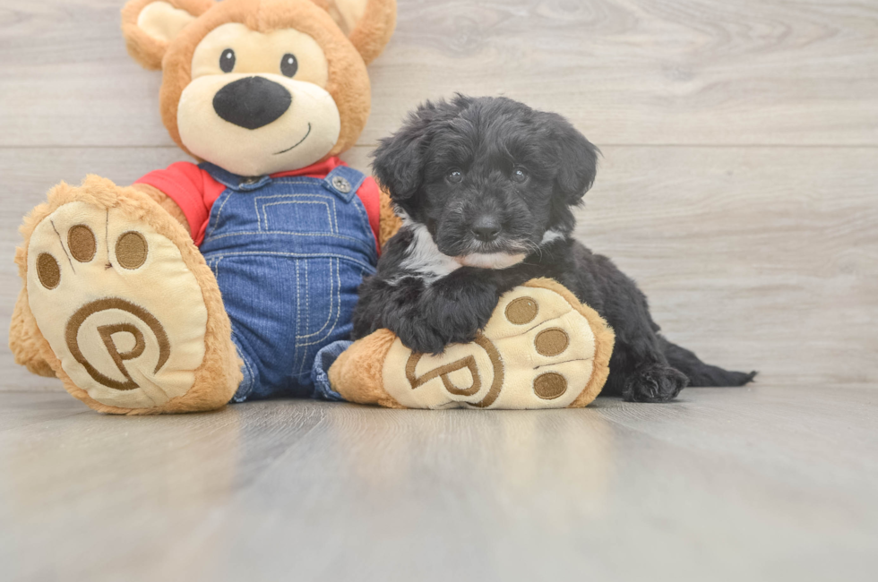 6 week old Mini Sheepadoodle Puppy For Sale - Florida Fur Babies