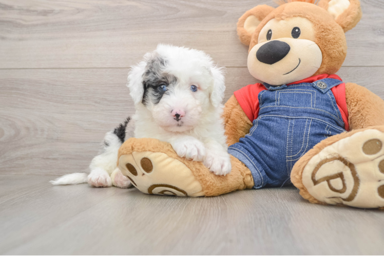 Best Mini Sheepadoodle Baby