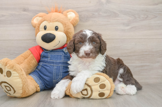 Mini Sheepadoodle Puppy for Adoption