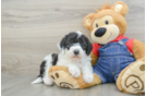 Mini Sheepadoodle Pup Being Cute