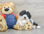 6 week old Mini Sheepadoodle Puppy For Sale - Florida Fur Babies