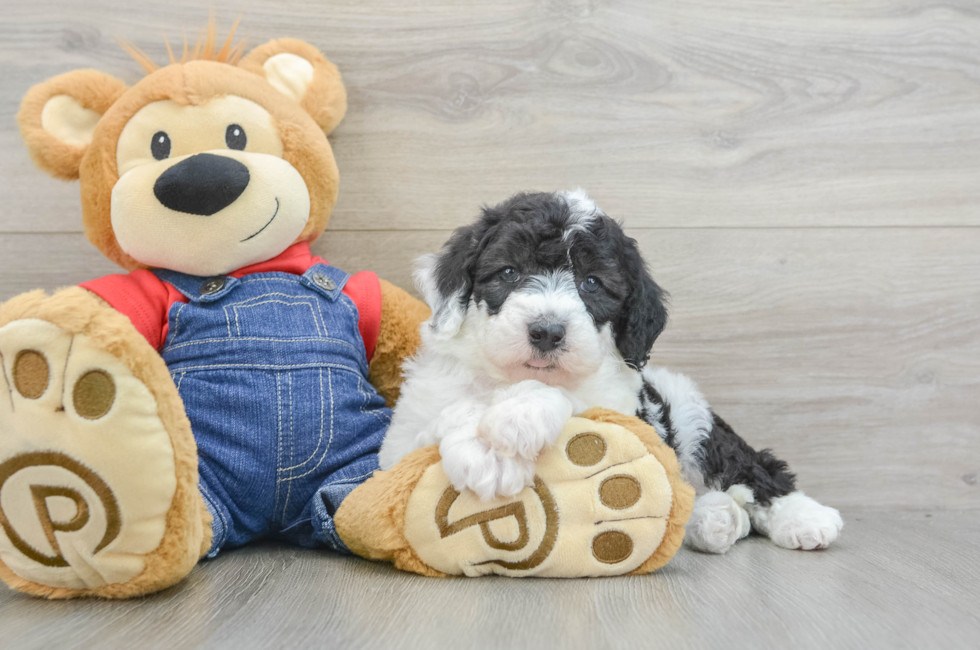 6 week old Mini Sheepadoodle Puppy For Sale - Florida Fur Babies