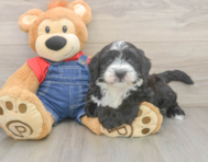 5 week old Mini Sheepadoodle Puppy For Sale - Florida Fur Babies