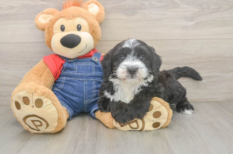 6 week old Mini Sheepadoodle Puppy For Sale - Florida Fur Babies