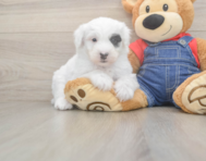 5 week old Mini Sheepadoodle Puppy For Sale - Florida Fur Babies
