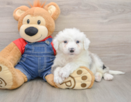 8 week old Mini Sheepadoodle Puppy For Sale - Florida Fur Babies