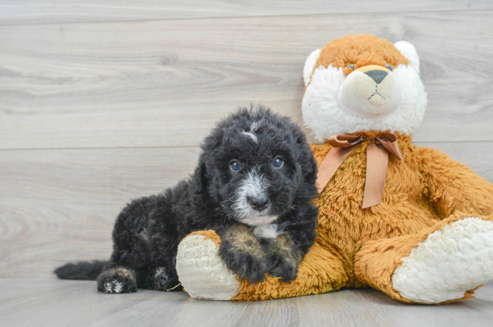 5 week old Mini Sheepadoodle Puppy For Sale - Florida Fur Babies
