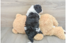 Best Mini Sheepadoodle Baby