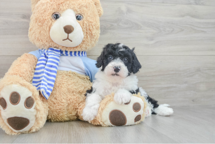 Mini Sheepadoodle Puppy for Adoption