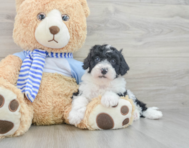 7 week old Mini Sheepadoodle Puppy For Sale - Florida Fur Babies