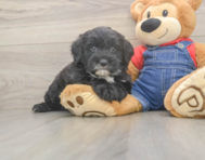 5 week old Mini Sheepadoodle Puppy For Sale - Florida Fur Babies