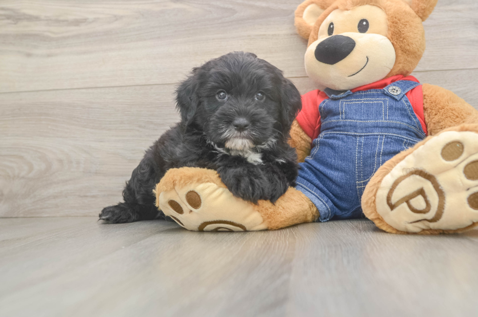 6 week old Mini Sheepadoodle Puppy For Sale - Florida Fur Babies