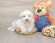 5 week old Mini Sheepadoodle Puppy For Sale - Florida Fur Babies