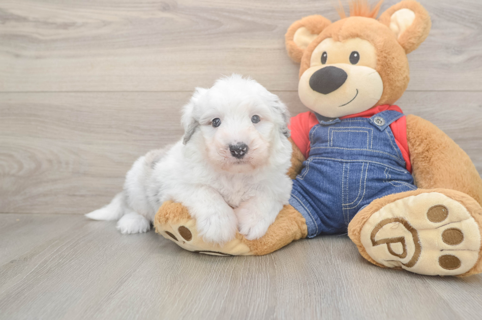 6 week old Mini Sheepadoodle Puppy For Sale - Florida Fur Babies