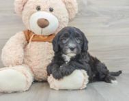 7 week old Mini Sheepadoodle Puppy For Sale - Florida Fur Babies