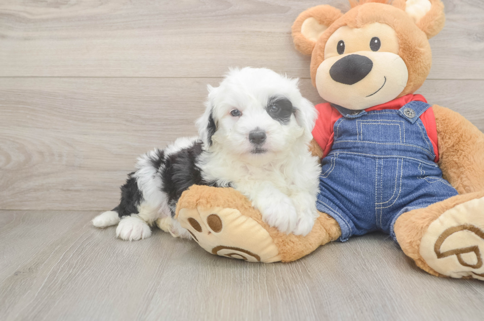 6 week old Mini Sheepadoodle Puppy For Sale - Florida Fur Babies