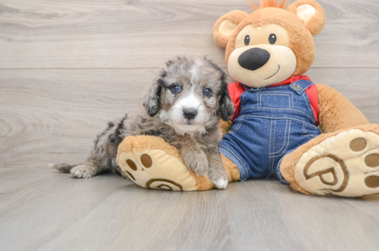 Best Mini Sheepadoodle Baby