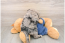 Mini Sheepadoodle Puppy for Adoption