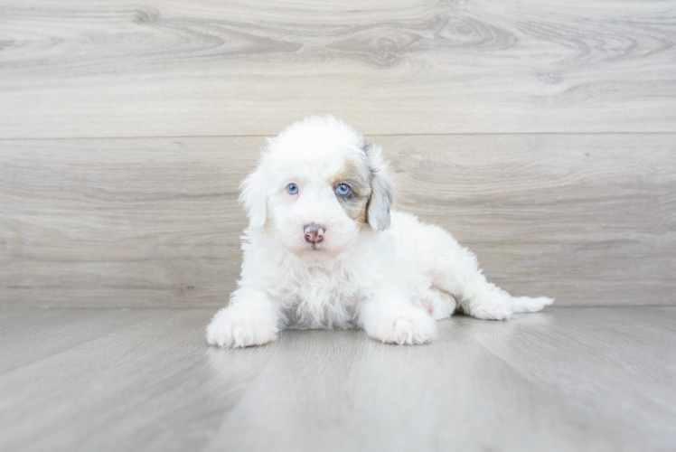 Cute Sheep Dog Poodle Mix Puppy