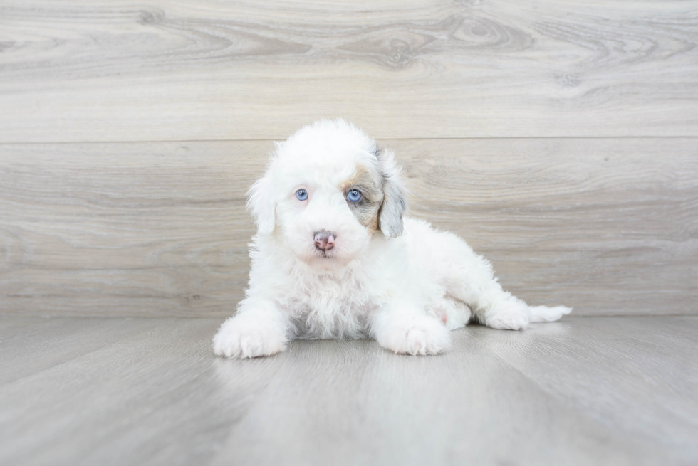 Cute Sheep Dog Poodle Mix Puppy