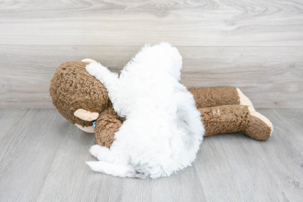 Mini Sheepadoodle Puppy for Adoption