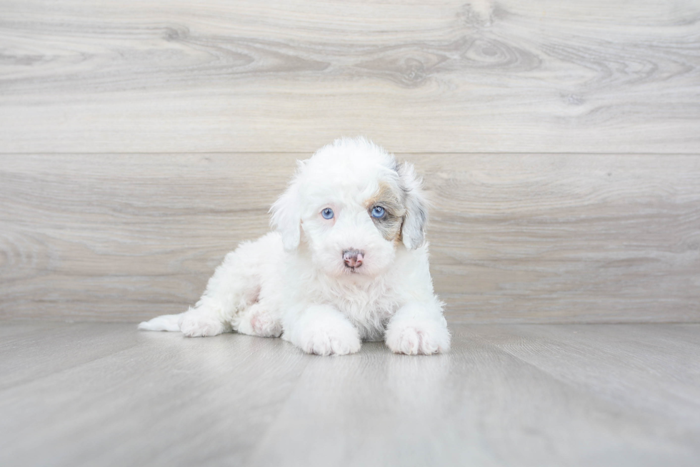Mini Sheepadoodle Pup Being Cute