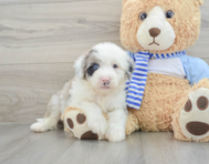 7 week old Mini Sheepadoodle Puppy For Sale - Florida Fur Babies