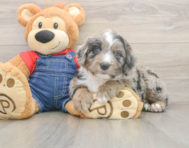 6 week old Mini Sheepadoodle Puppy For Sale - Florida Fur Babies