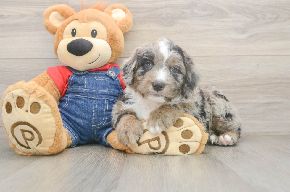 6 week old Mini Sheepadoodle Puppy For Sale - Florida Fur Babies