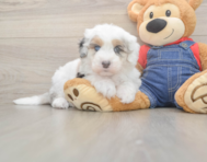 5 week old Mini Sheepadoodle Puppy For Sale - Florida Fur Babies