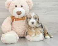 6 week old Mini Sheepadoodle Puppy For Sale - Florida Fur Babies