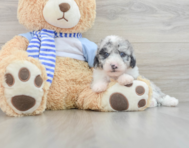 7 week old Mini Sheepadoodle Puppy For Sale - Florida Fur Babies