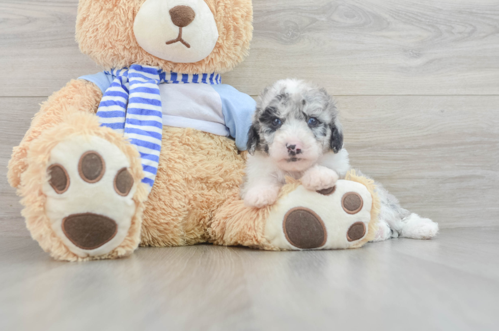 6 week old Mini Sheepadoodle Puppy For Sale - Florida Fur Babies