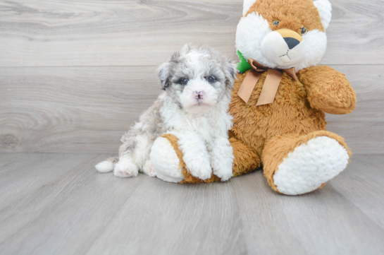 6 week old Mini Sheepadoodle Puppy For Sale - Florida Fur Babies