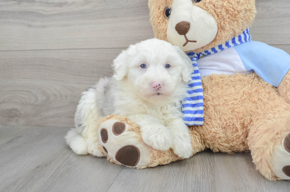 8 week old Mini Sheepadoodle Puppy For Sale - Florida Fur Babies