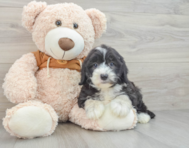 6 week old Mini Sheepadoodle Puppy For Sale - Florida Fur Babies