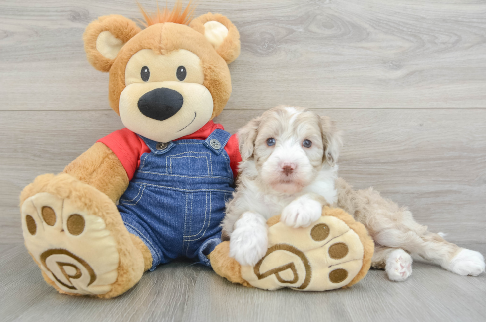 6 week old Mini Sheepadoodle Puppy For Sale - Florida Fur Babies