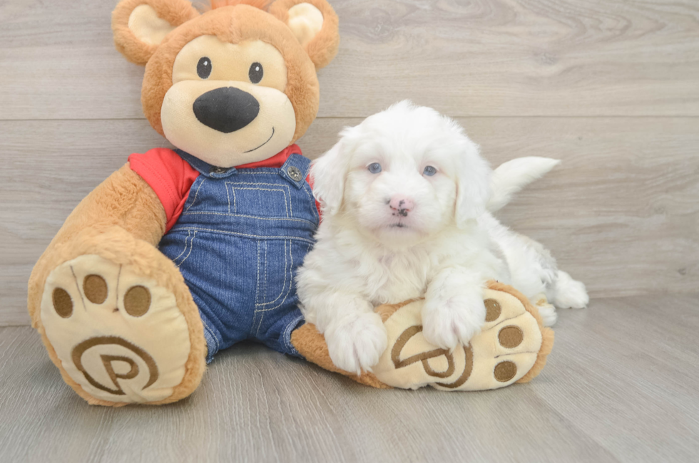 6 week old Mini Sheepadoodle Puppy For Sale - Florida Fur Babies
