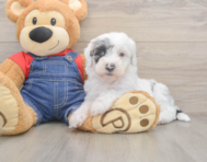 6 week old Mini Sheepadoodle Puppy For Sale - Florida Fur Babies