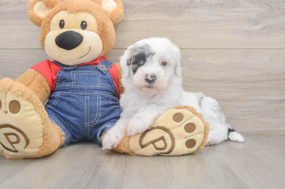 6 week old Mini Sheepadoodle Puppy For Sale - Florida Fur Babies