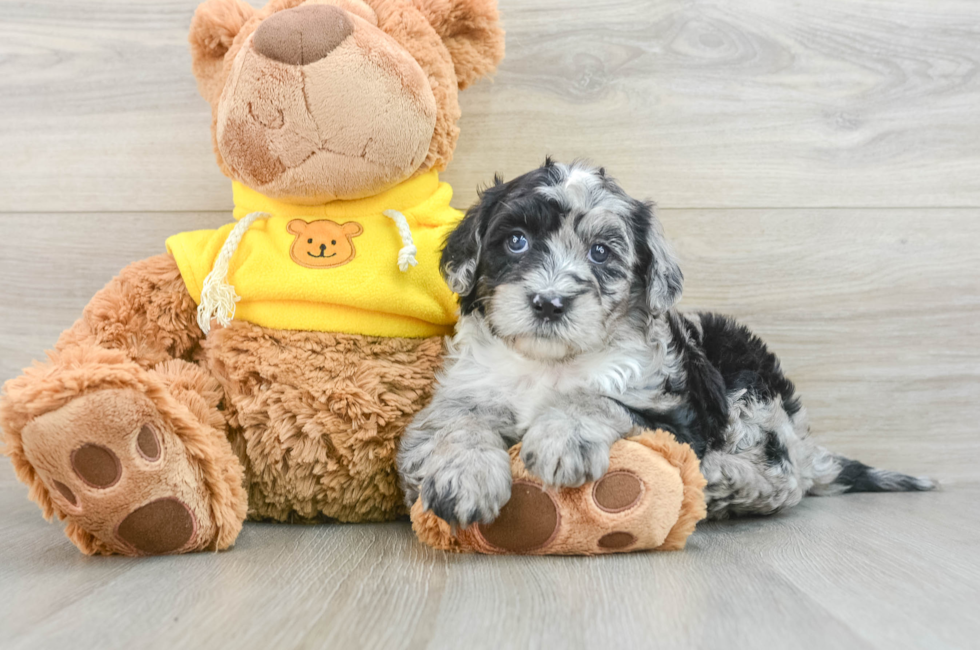 5 week old Mini Sheepadoodle Puppy For Sale - Florida Fur Babies