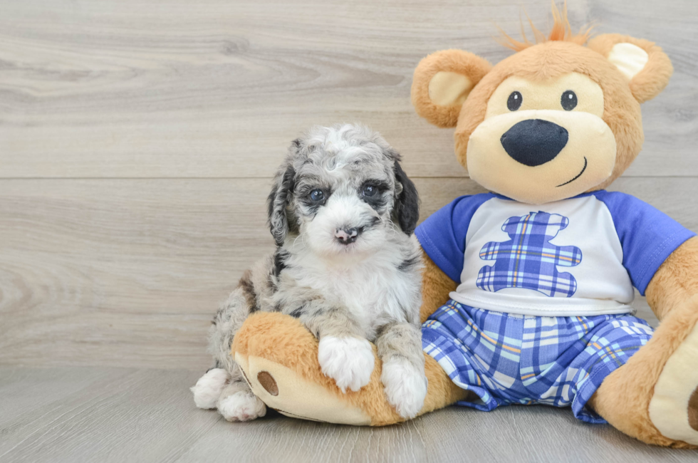 5 week old Mini Sheepadoodle Puppy For Sale - Florida Fur Babies