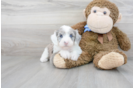 Meet Raina - our Mini Sheepadoodle Puppy Photo 2/3 - Florida Fur Babies