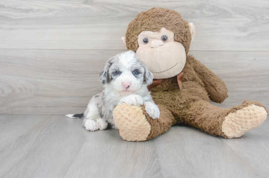 8 week old Mini Sheepadoodle Puppy For Sale - Florida Fur Babies