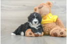 Mini Sheepadoodle Pup Being Cute